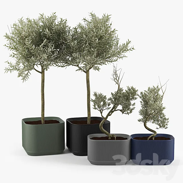 Urbilis Olive Tree 3ds Max