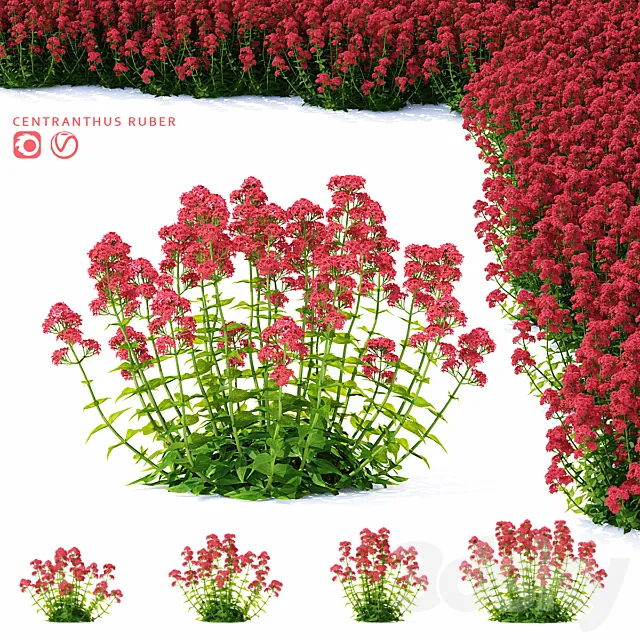 Valerian red flowers | Centranthus ruber 3ds Max