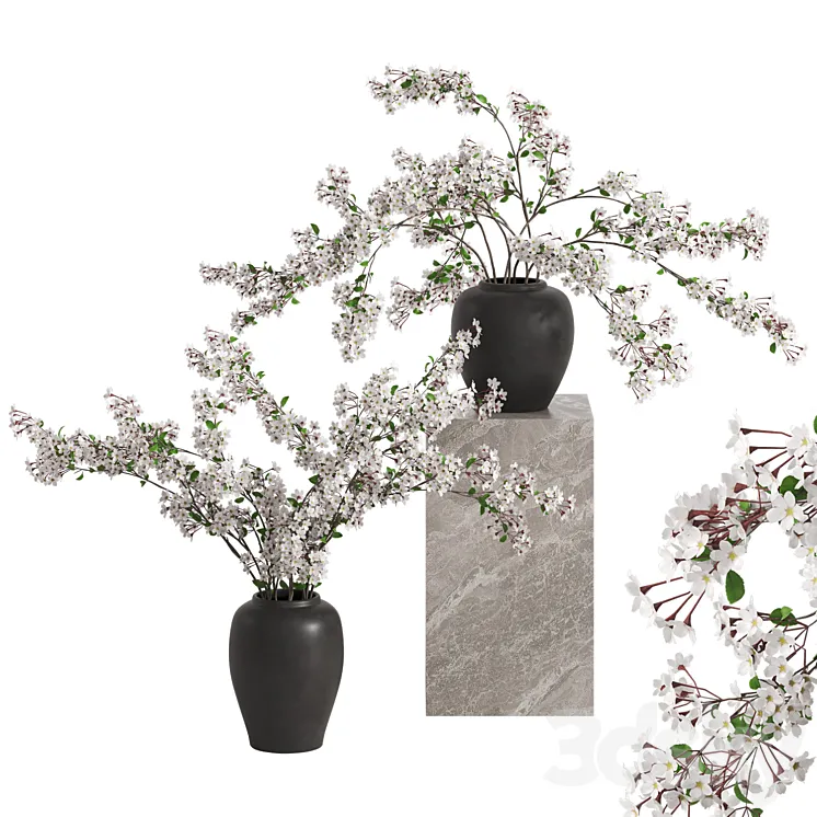 Vases with Branches White Cherry 3DS Max Model