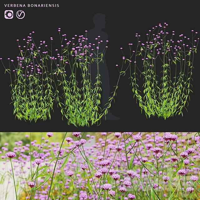 Verbena bonar flowers | Verbena bonariensis 3ds Max