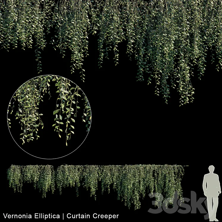 Vernonia Elliptica | Curtain creeper | 10 module 3DS Max