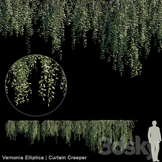 Vernonia Elliptica | Curtain creeper | 10 module 3DSMax File