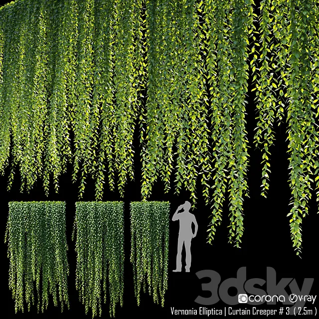 Vernonia Elliptica | Curtain Creeper # 4 (2.5m) 3ds Max