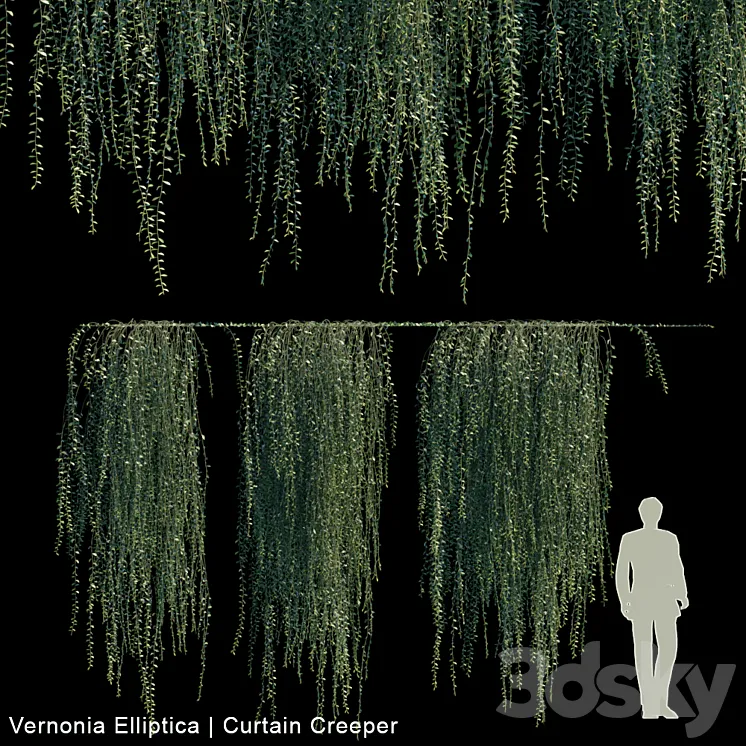 Vernonia Elliptica | Curtain Creeper V2 3DS Max