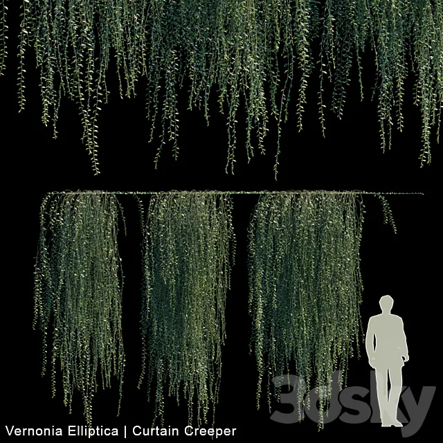 Vernonia Elliptica | Curtain Creeper V2 3DSMax File
