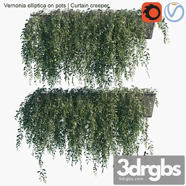 Vernonia Elliptica On Pots Curtain Creeper 3dsmax Download