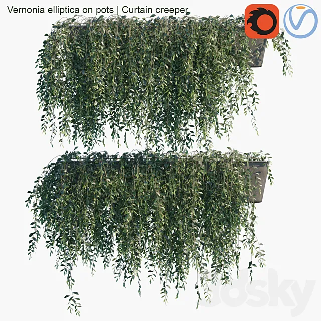 Vernonia elliptica on pots | Curtain creeper 3DS Max Model