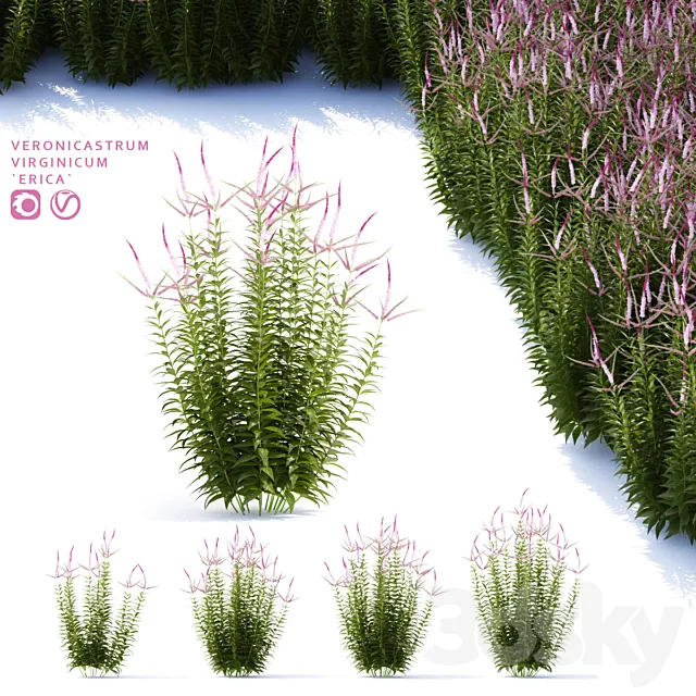 Veronicastrum virgin flowers | Veronicastrum virginicum Erica 3ds Max