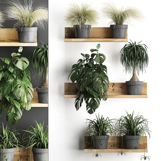 Vertical gardening. 48 Shelf with flowers monstera dracaena Chlorophytum 3dsMax Model