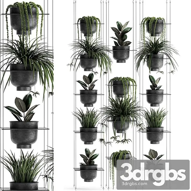 Vertical gardening home garden flower shelf with chlorophytum, ficus, rowley’s krestovnik, phytostena, phytomodule. set 61
