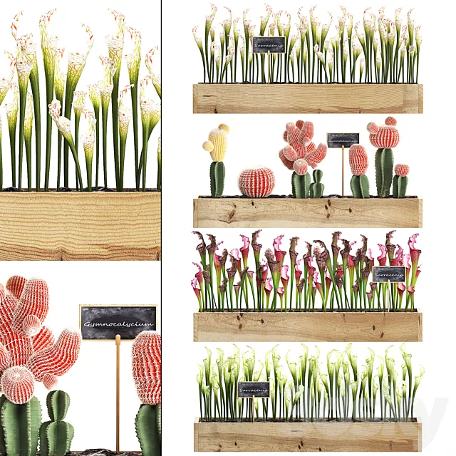 Vertical gardening in wooden wall boxes pots with cactus Sarracenia Gymnocalcium desert plants. Set 44. 3DS Max Model