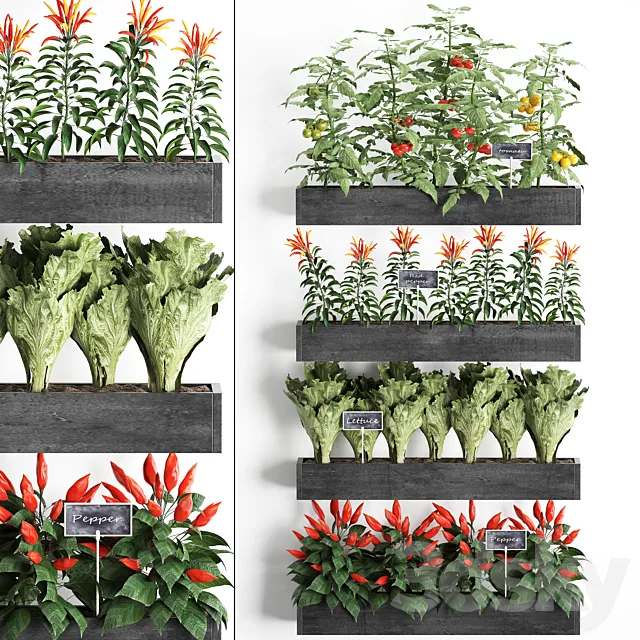 Vertical gardening in wooden wall boxes pots with kitchen garden vegetable garden vegetables herbs peppers tomatoes tomatoes lettuce. Set 47. 3ds Max