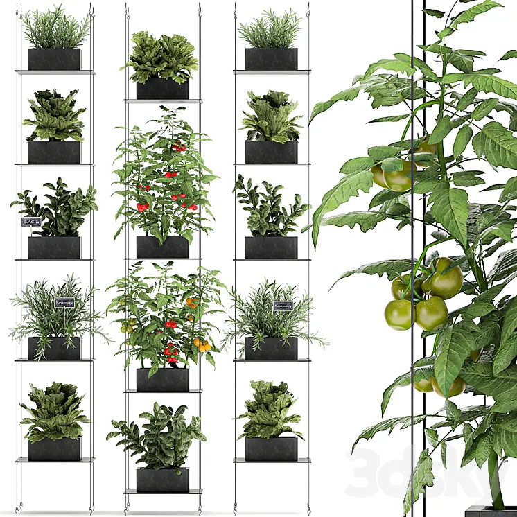 Vertical gardening kitchen garden garden with vegetables tomatoes peppers herbs lettuce rosemary. Set 69. 3DS Max