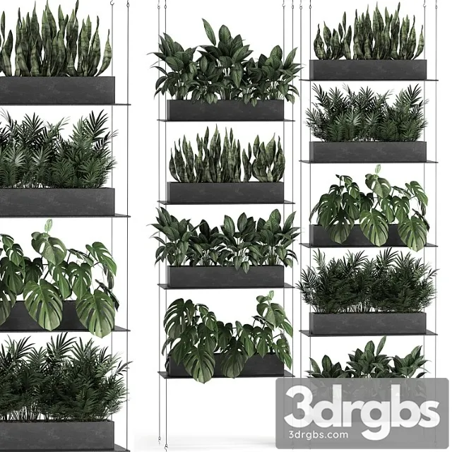 Vertical gardening of the home garden on a black flower shelf with a monstera, a phytosten, a phytomodule. set of 64