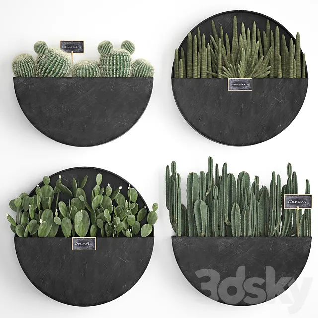 Vertical landscaping for the wall with a black metal shelf with cacti. prickly pear. cereus. sansevieria. Set 55 3DSMax File