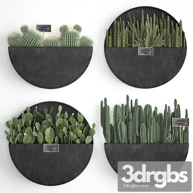 Vertical landscaping for the wall with a black metal shelf with cacti, prickly pear, cereus, sansevieria. set 55