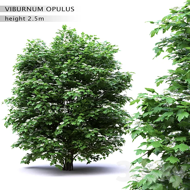 Viburnum flowering 3DS Max Model