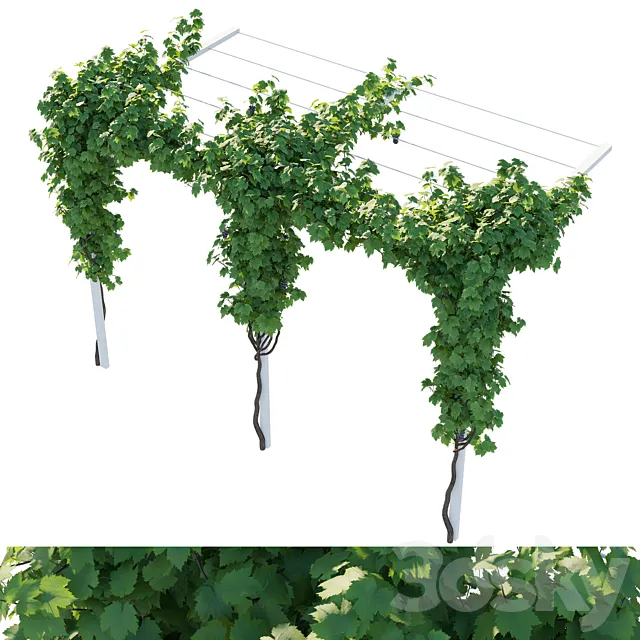 Vines grapes 3ds Max