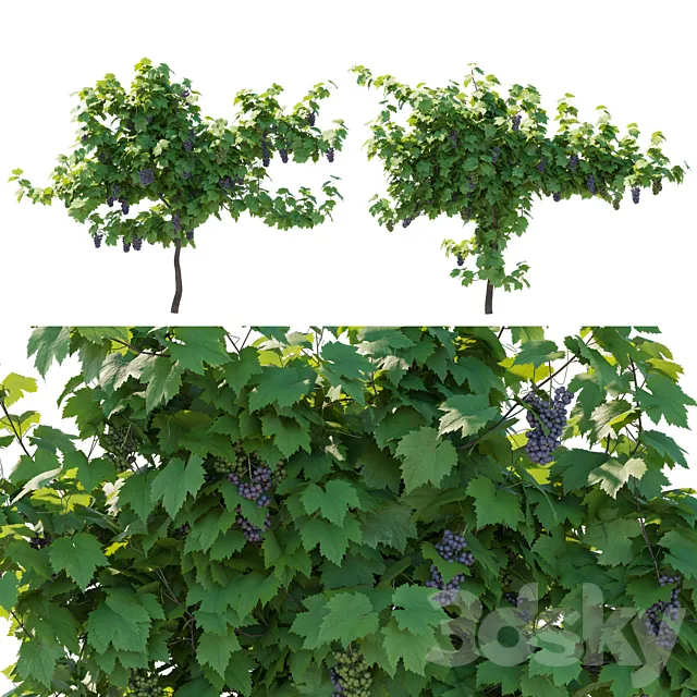 Vines grapes fruits 3ds Max