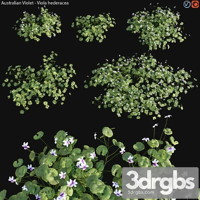 Viola Hederacea Australian Native Violet 01 3dsmax Download