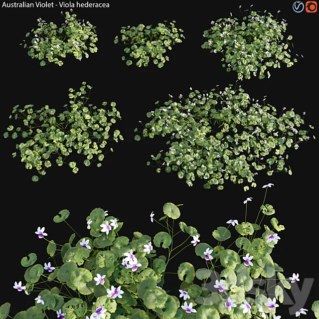 Viola hederacea -Australian Native Violet – 01 3ds Max