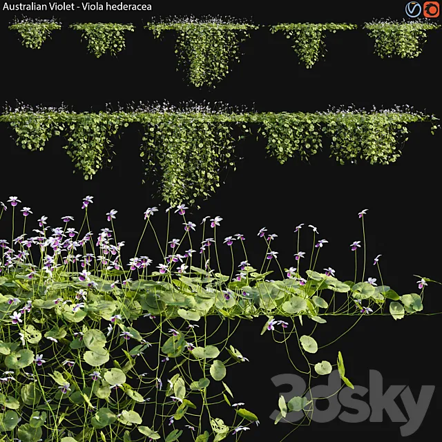 Viola hederacea -Australian Native Violet – 02 3ds Max