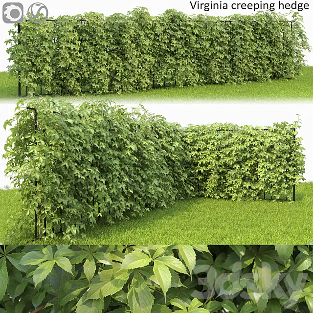 VIRGINIA creeper 3ds Max