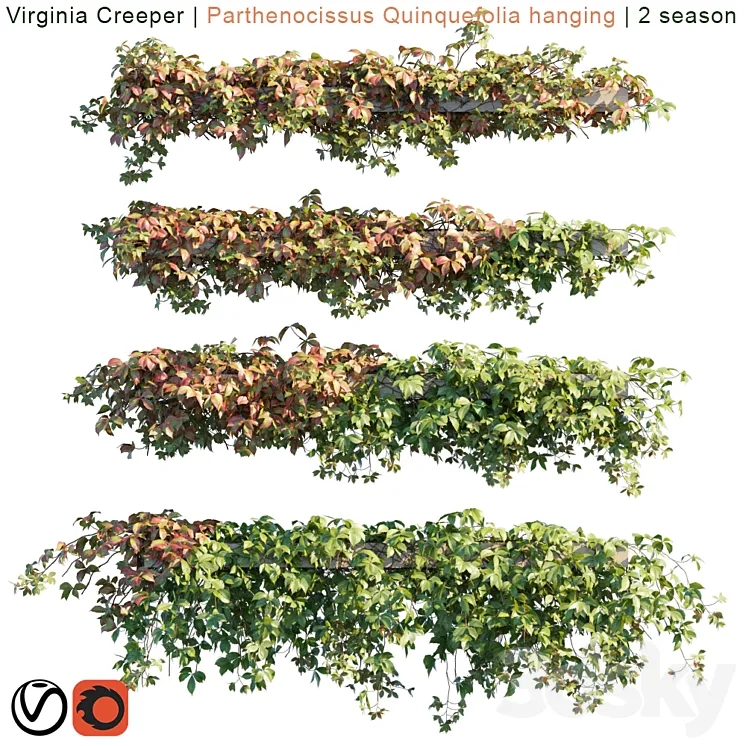 Virginia Creeper | Parthenocissus Quinquefolia hanging | 2 season 3DS Max