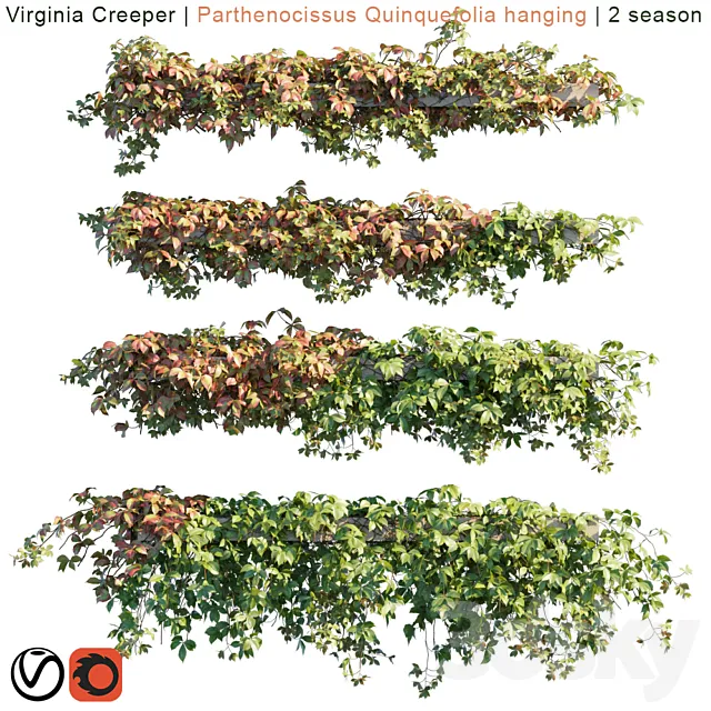 Virginia Creeper | Parthenocissus Quinquefolia hanging | 2 season 3DSMax File