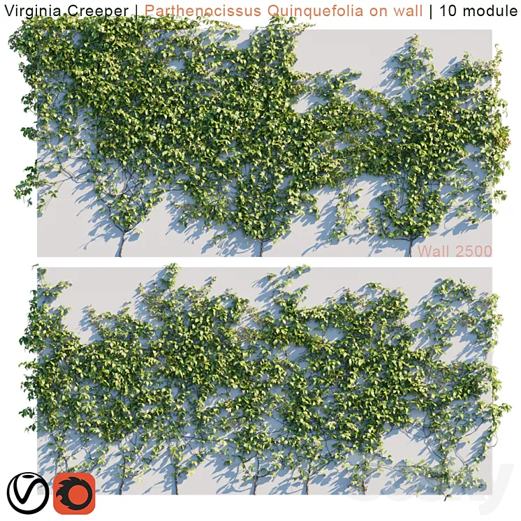 Virginia Creeper | Parthenocissus Quinquefolia on wall  3DS Max