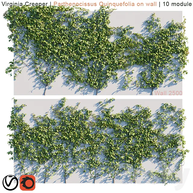 Virginia Creeper | Parthenocissus Quinquefolia on wall 3DSMax File