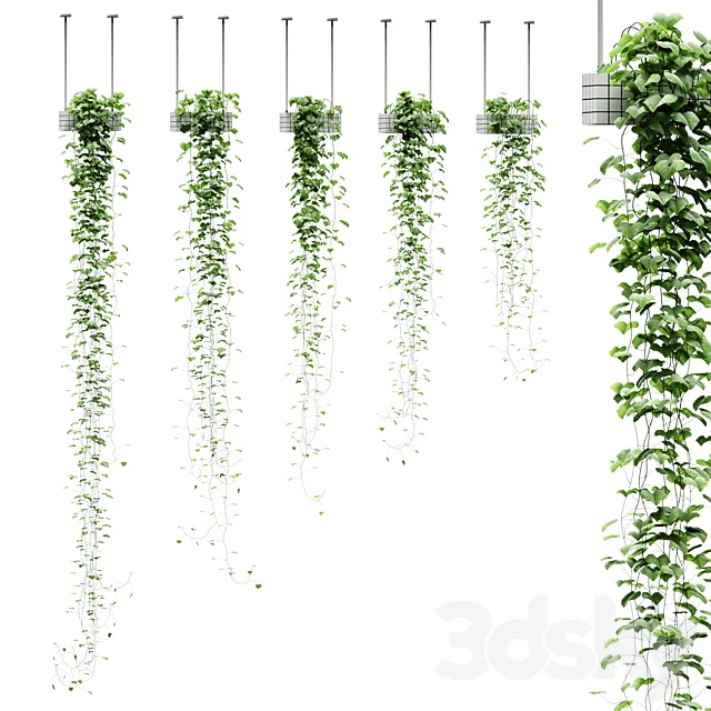 Viun in hanging pots. 5 models 3DS Max Model