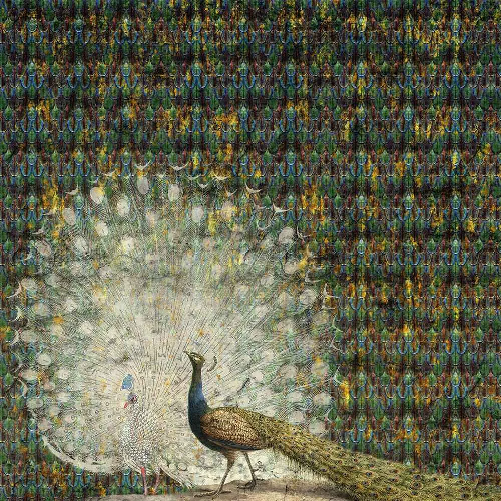 Wall Art – Wallpaper Peacock 3ds Max