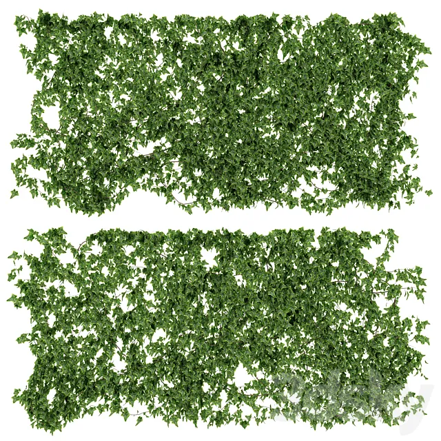Wall of ivy leaves 3DSMax File