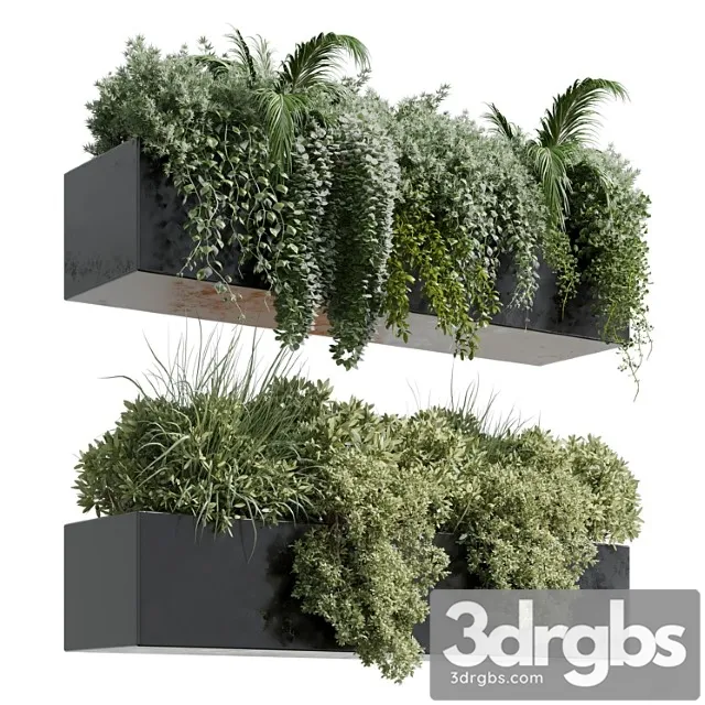 Wall plant – hanging plants collection indoor plant 219