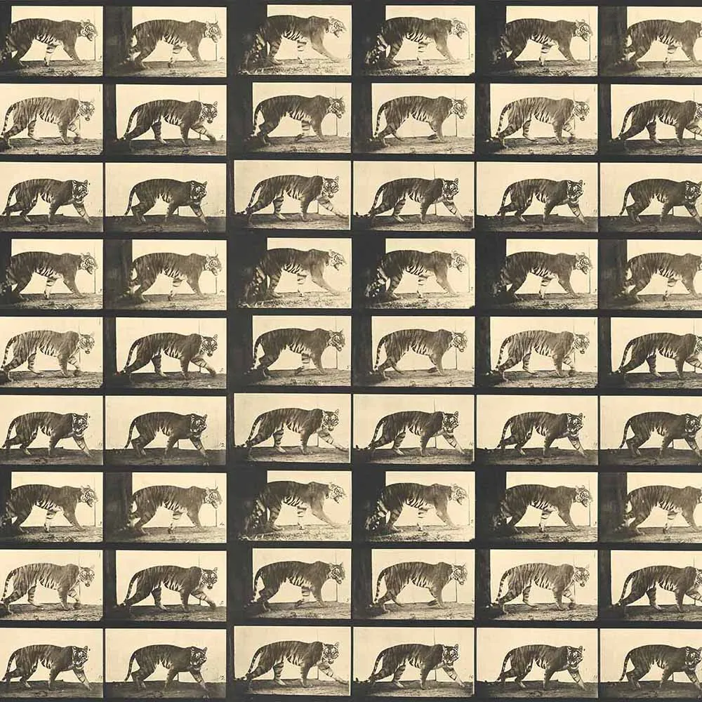 WallPepper – Wallpaper Tiger Walking 3ds Max