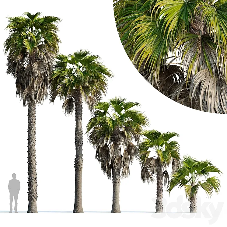 Washingtonia robusta palm (Washingtonia robusta palm) 3DS Max Model