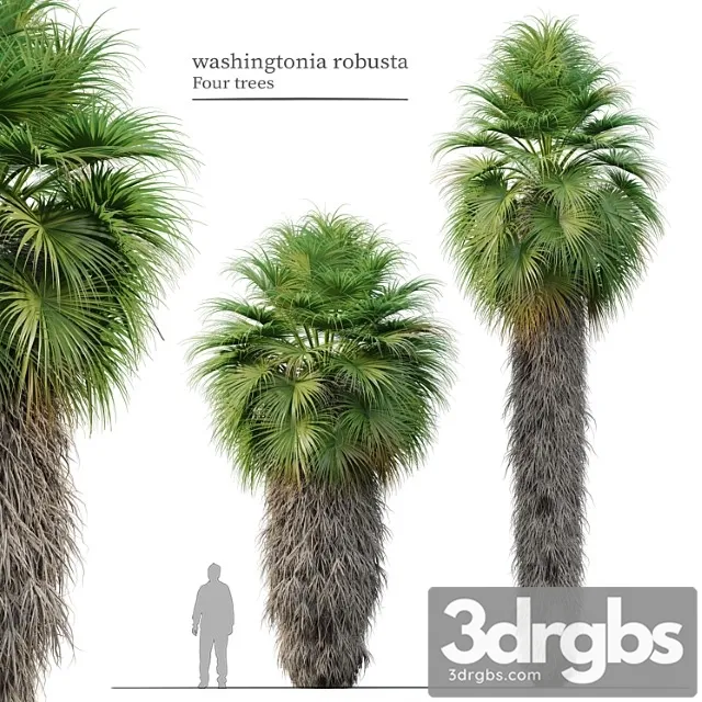 Washingtonia robusta