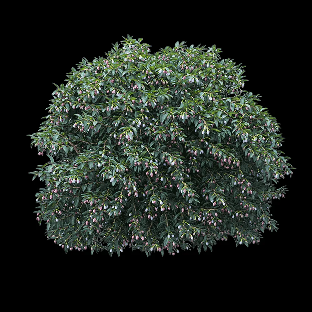 WasserKRAFT – Vaccinium ovatum 2 3ds Max