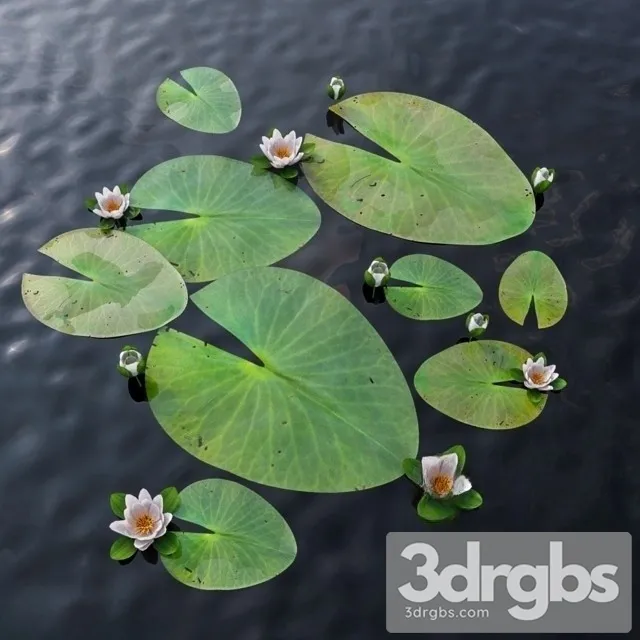 Water Lily 3dsmax Download