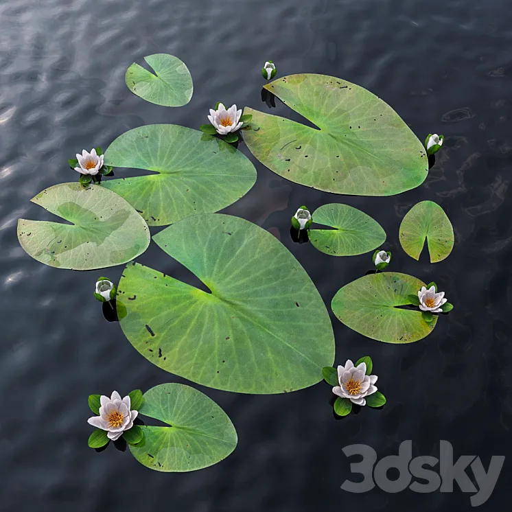 Water Lily 3DS Max