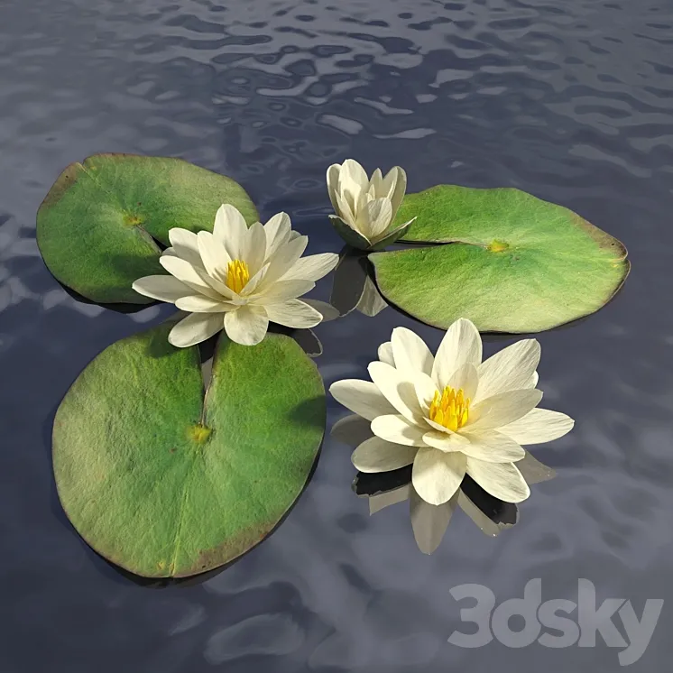 Water lily 3DS Max