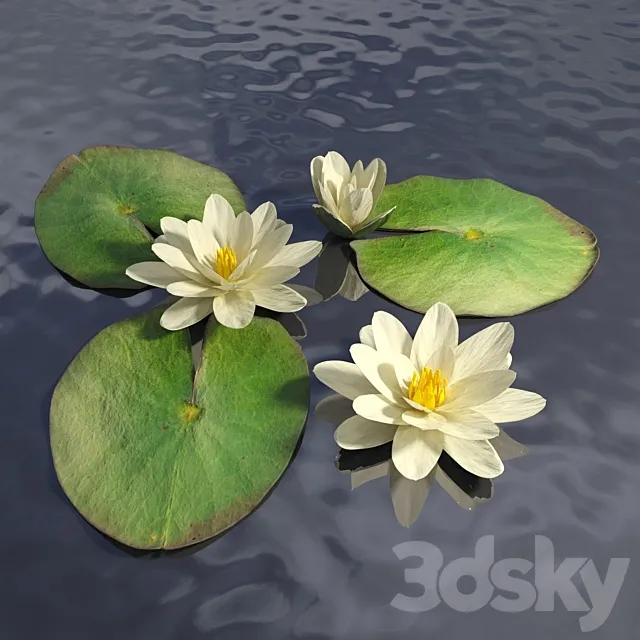 Water lily 3DSMax File