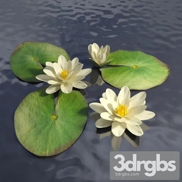 Water Lily Lake 3dsmax Download
