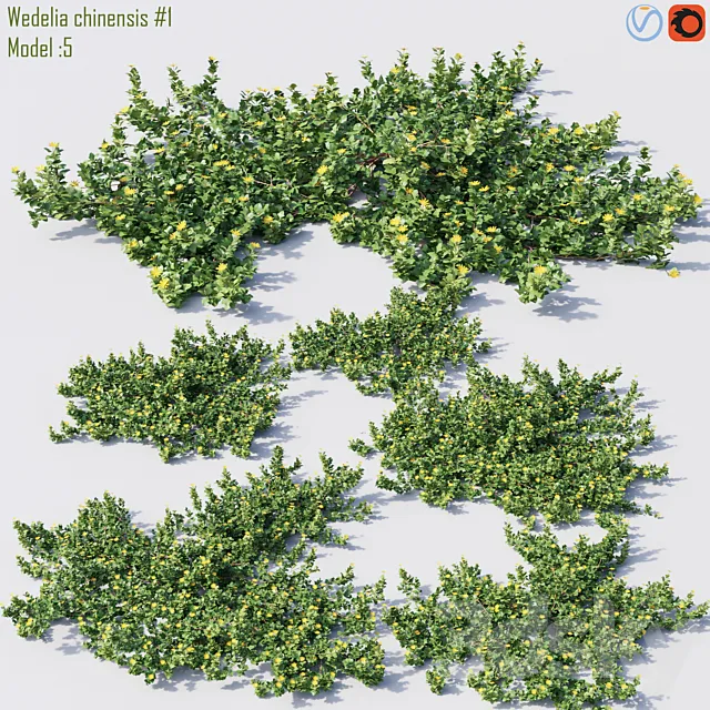 Wedelia chinensis # 1 3DS Max Model