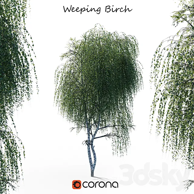 weeping Birch 3ds Max