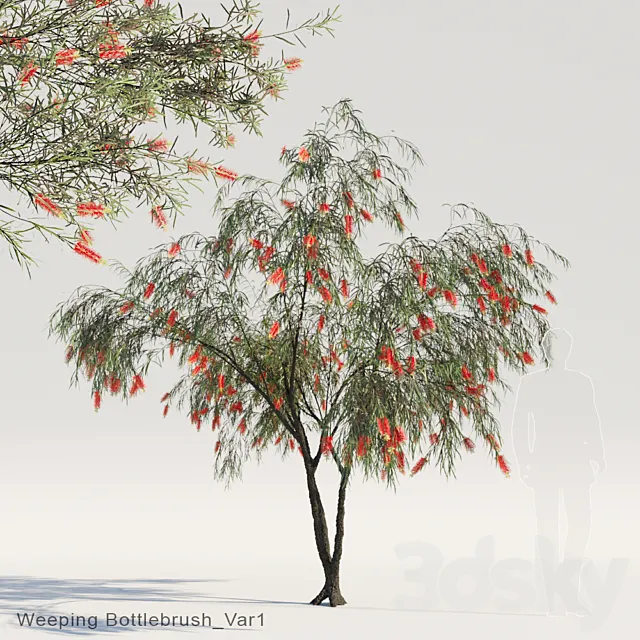 Weeping Bottlebrush Var1 3DS Max Model