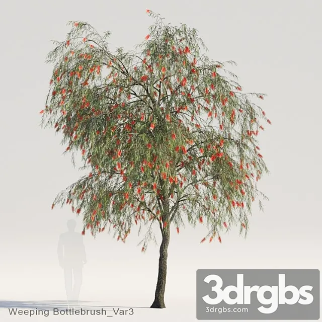 Weeping bottlebrush var3