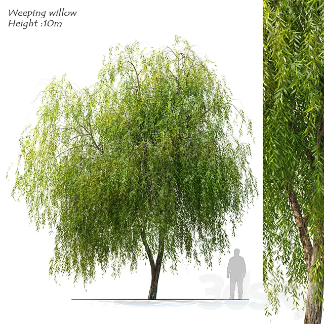 Weeping Willow 2 3ds Max