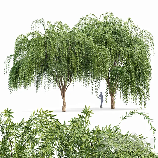 Weeping willow 2trees 3DS Max Model